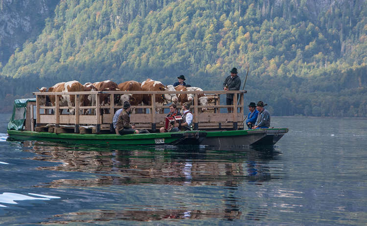 Kühe auf dem Königssee beim Almabtrieb