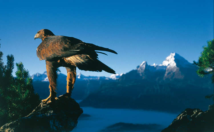 Golden eagle -  Heraldic animal of the national park Berchtesgaden