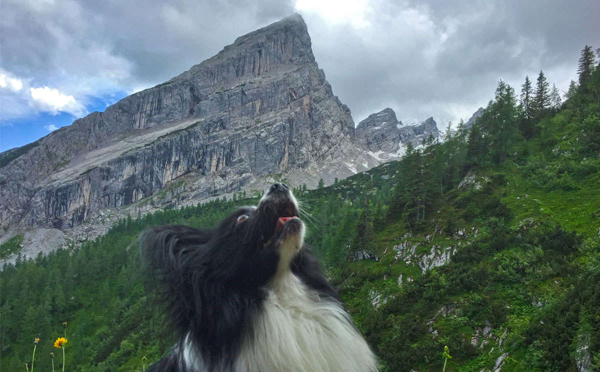 Urlaub mit dem Hund im Berchtesgadener Land